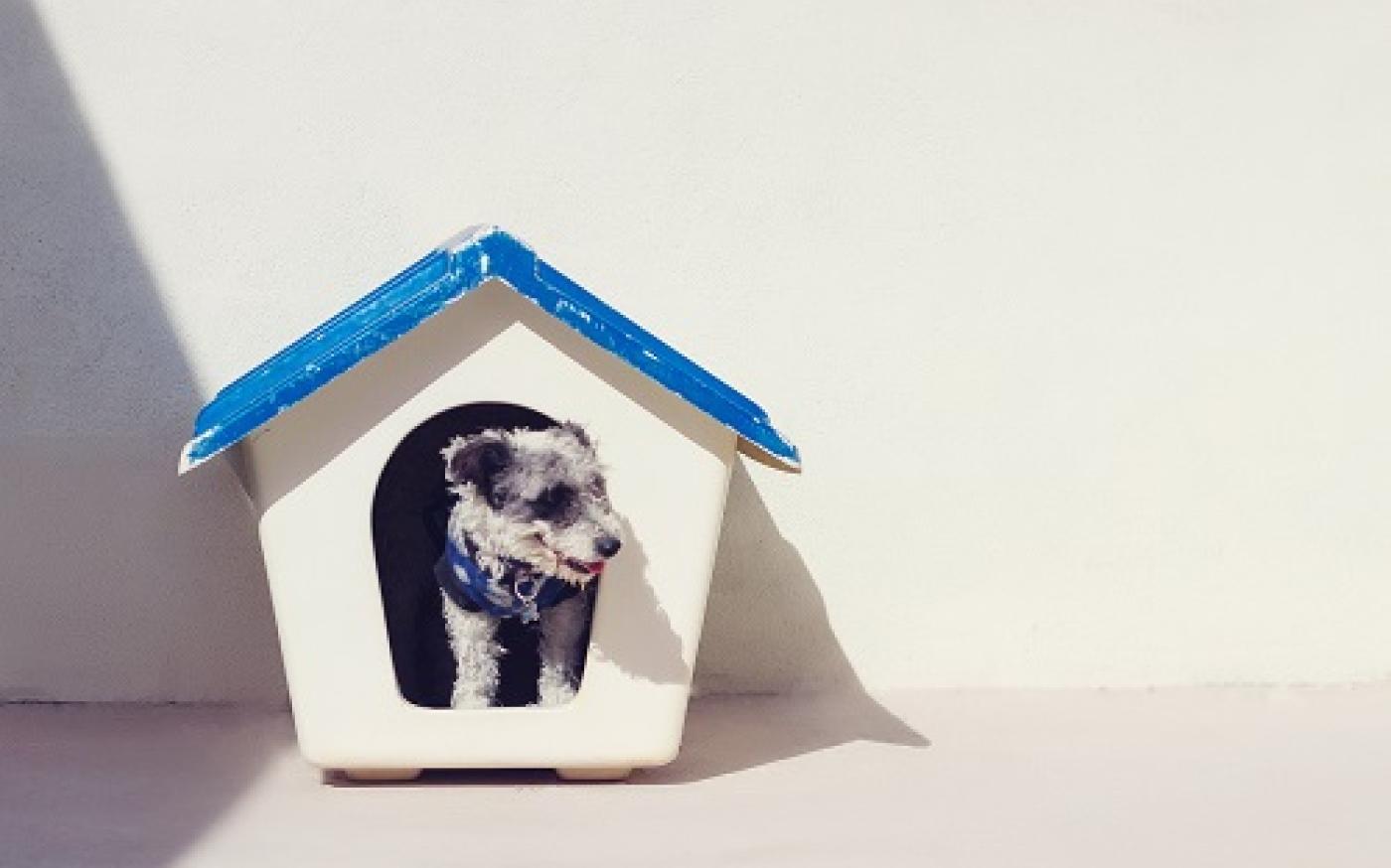pet-insurance